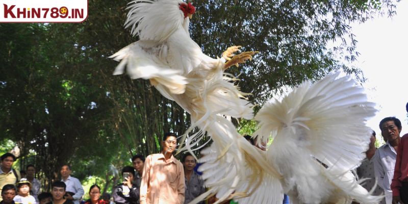 Một số các thông tin chi tiết nhất về đá gà KHIN789