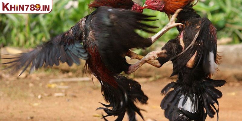 Vì sao đá gà KHIN789 được yêu thích đến như vậy